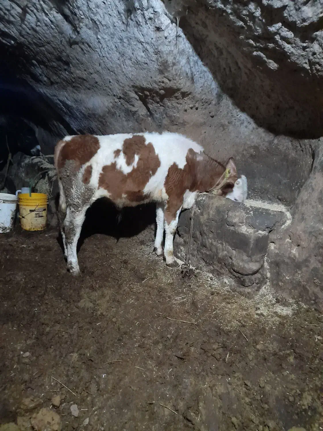 گوساله سیمنتال|حیوانات مزرعه|هشترود, |دیوار