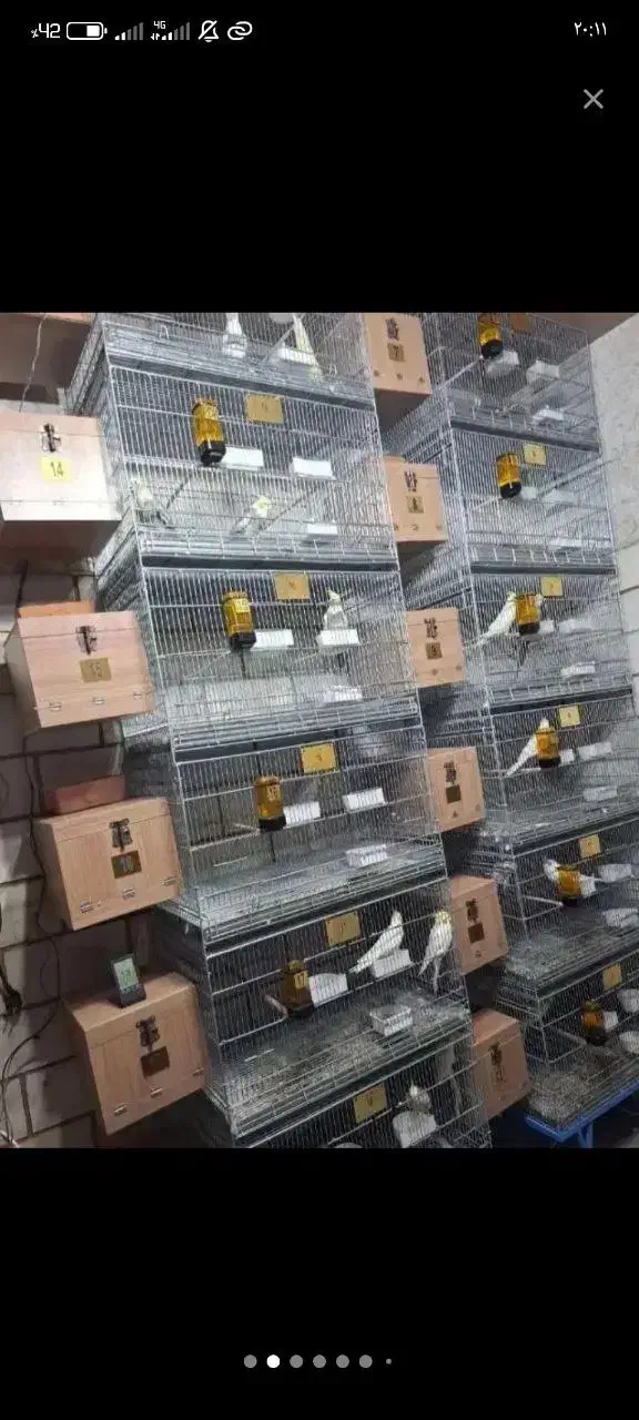 سالن پرورش عروس هلندی تمام نژاد|پرنده|قم, شهرک طالقانی|دیوار