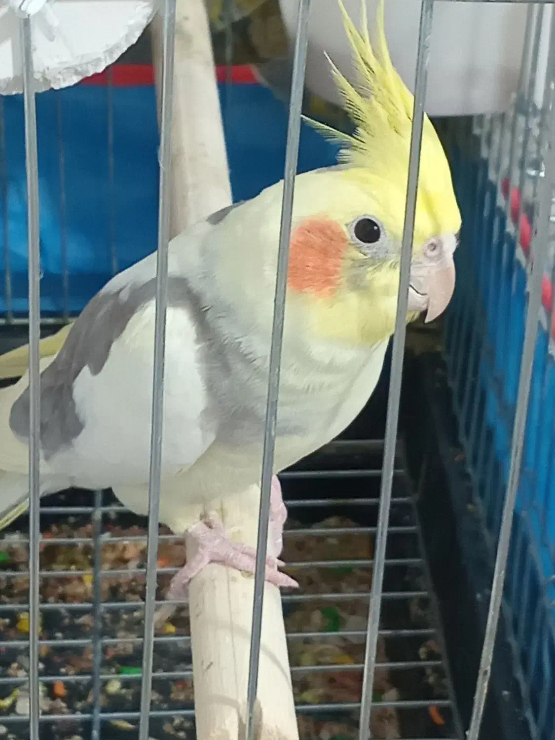 عروس هلندی|پرنده|محمدیه-قزوین, |دیوار