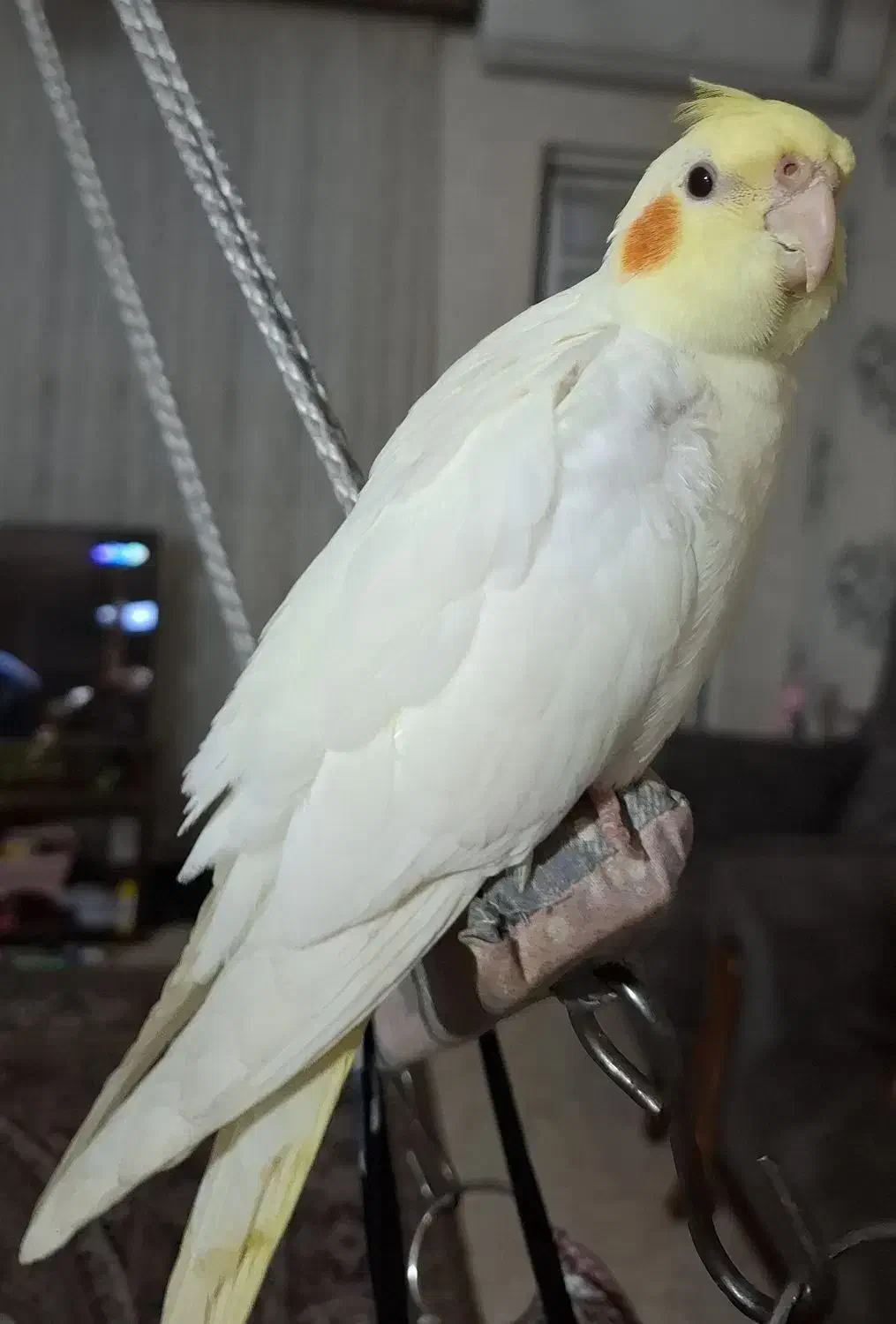 عروس،هلندی|پرنده|کردکوی, |دیوار