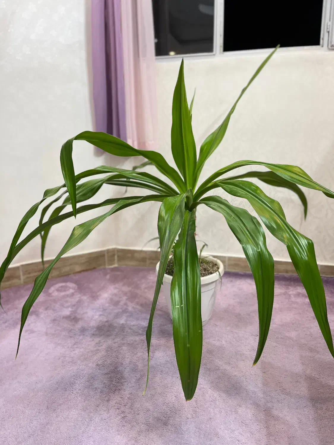 گل آپارتمانی اشک ملکه|گل و گیاه طبیعی|اصفهان, شهرک کاوه|دیوار