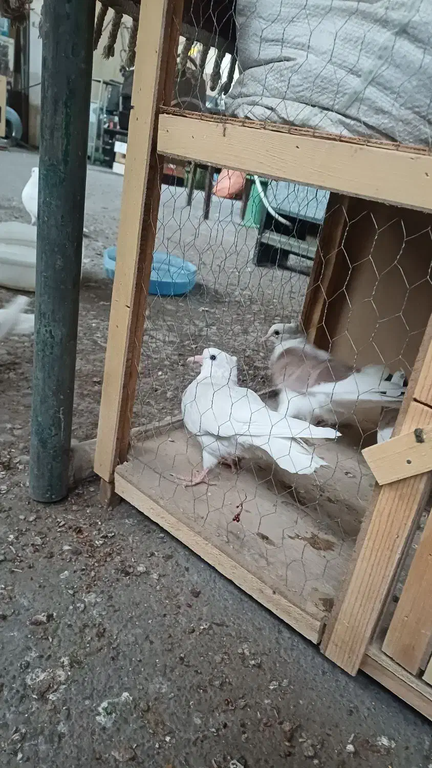 کبوتر|پرنده|خاوران, |دیوار