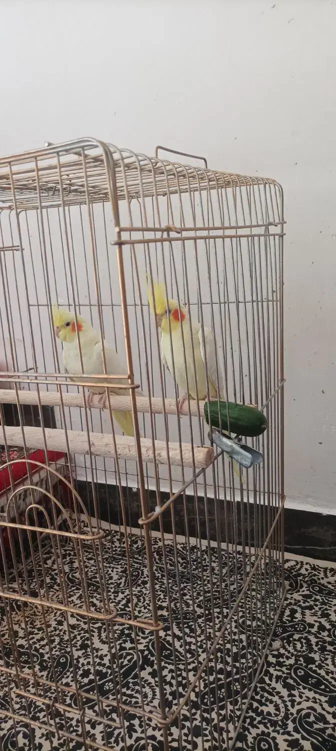 عروس هلندی|پرنده|اهر, |دیوار