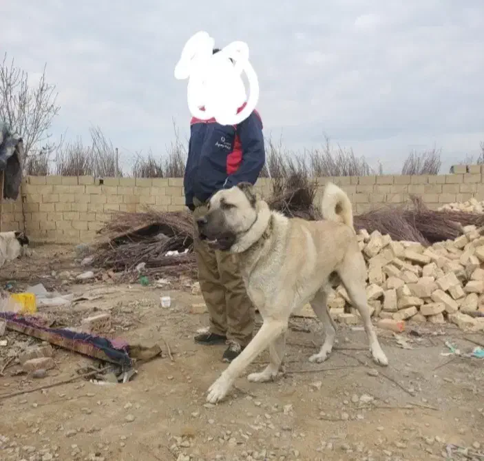 سرابی اصیل|سگ|رباطکریم, رباطکریم|دیوار