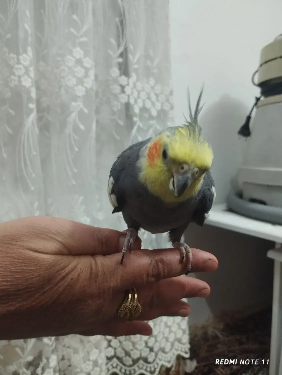 عروس هلندی|پرنده|تربت‌حیدریه, بالا ولایت|دیوار