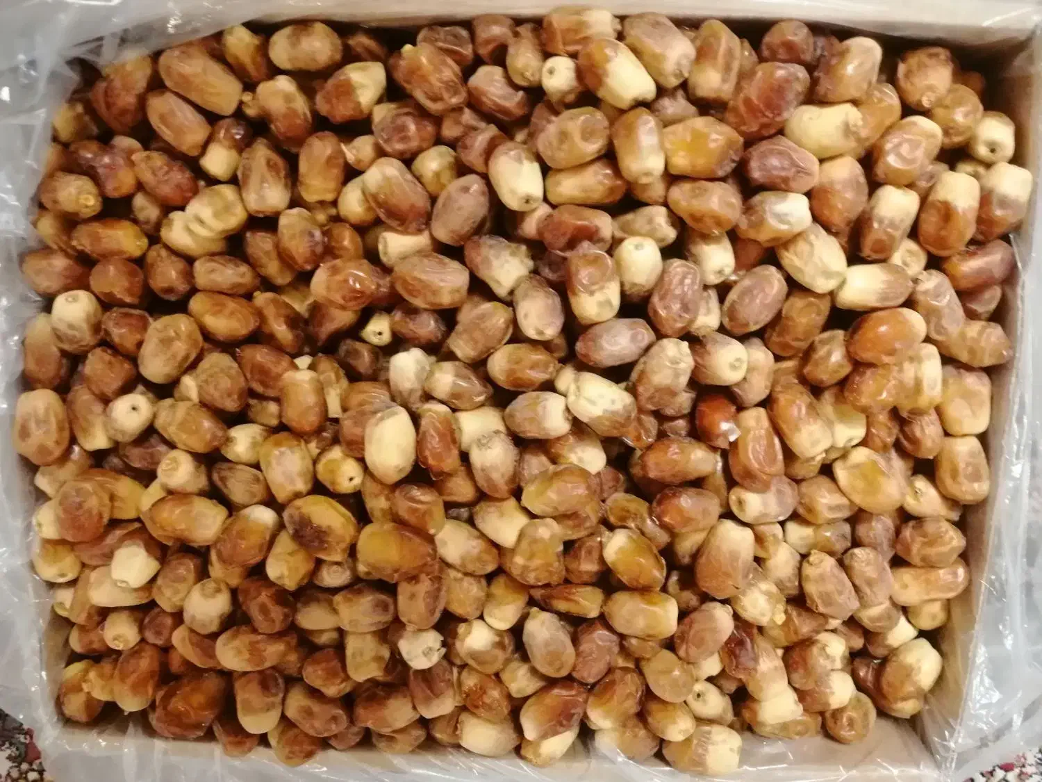 خرمای تازه زاهدی|خوردنی و آشامیدنی|تهران, تختی|دیوار