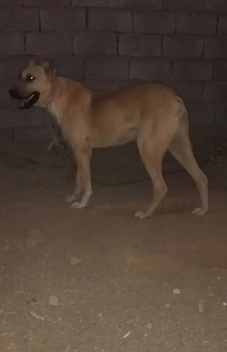 سگ افقان|سگ|بیرجند, |دیوار