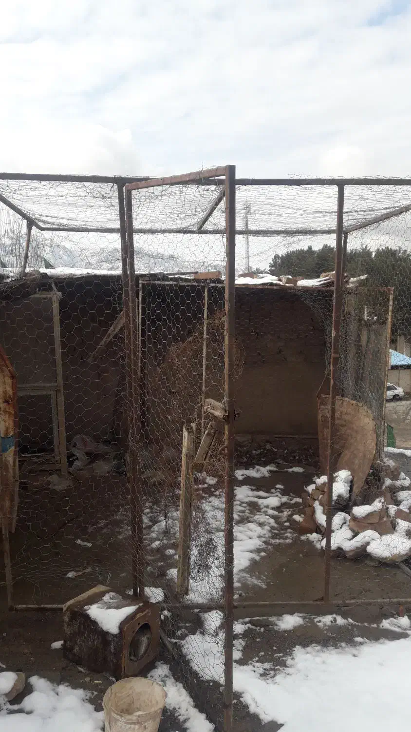 قفس|لوازم جانبی حیوانات|بیرجند, |دیوار