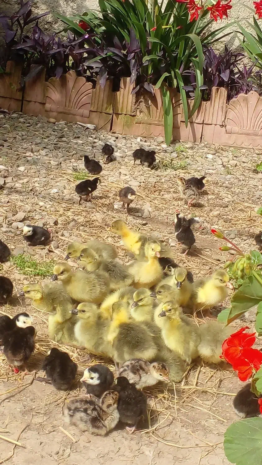 جوجه غاز محلی زیر پر  دراومدن|حیوانات مزرعه|گلوگاه بابل (گلیا), |دیوار