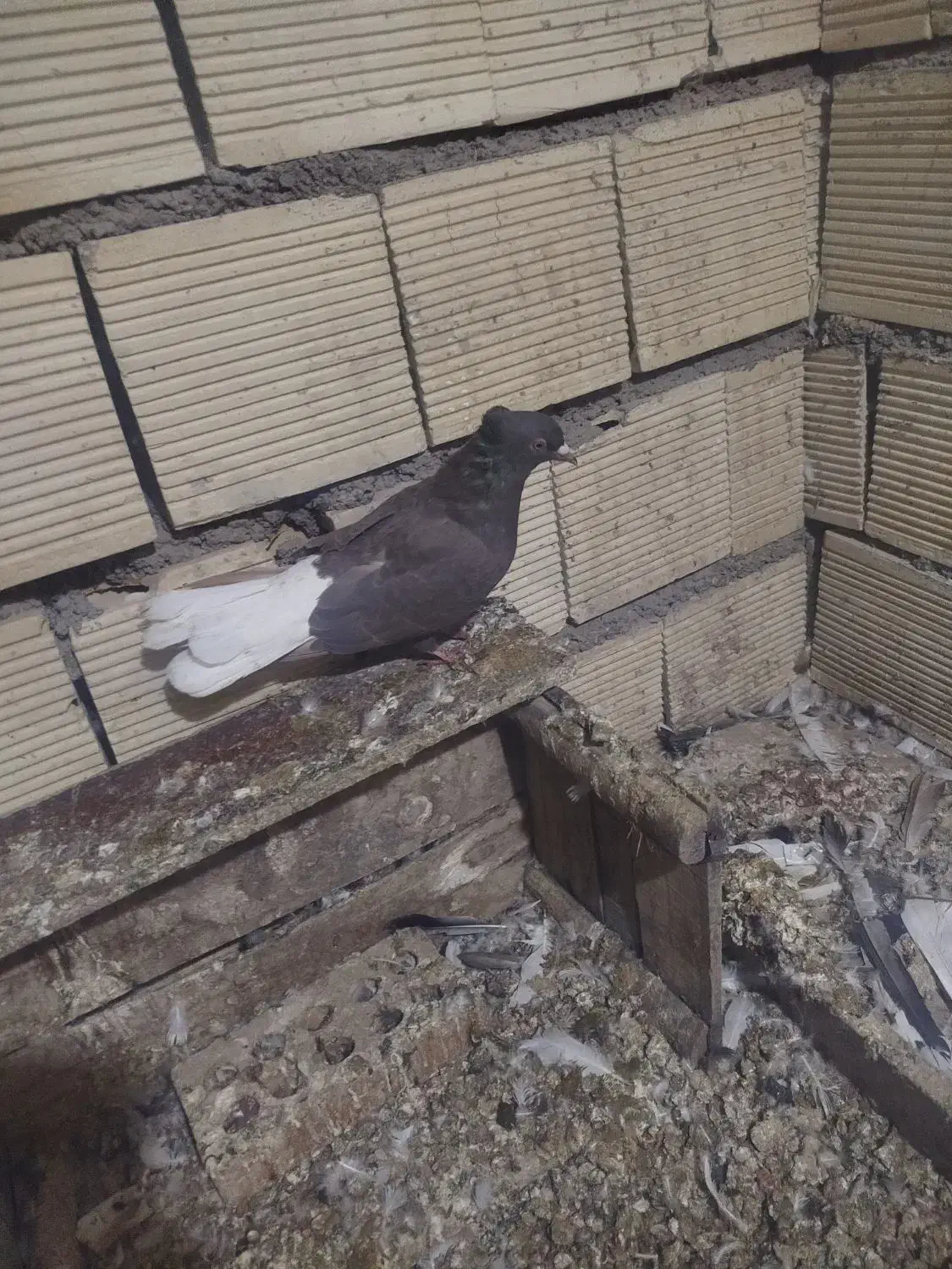 پرنده دم سفید ماده|پرنده|باوی, |دیوار