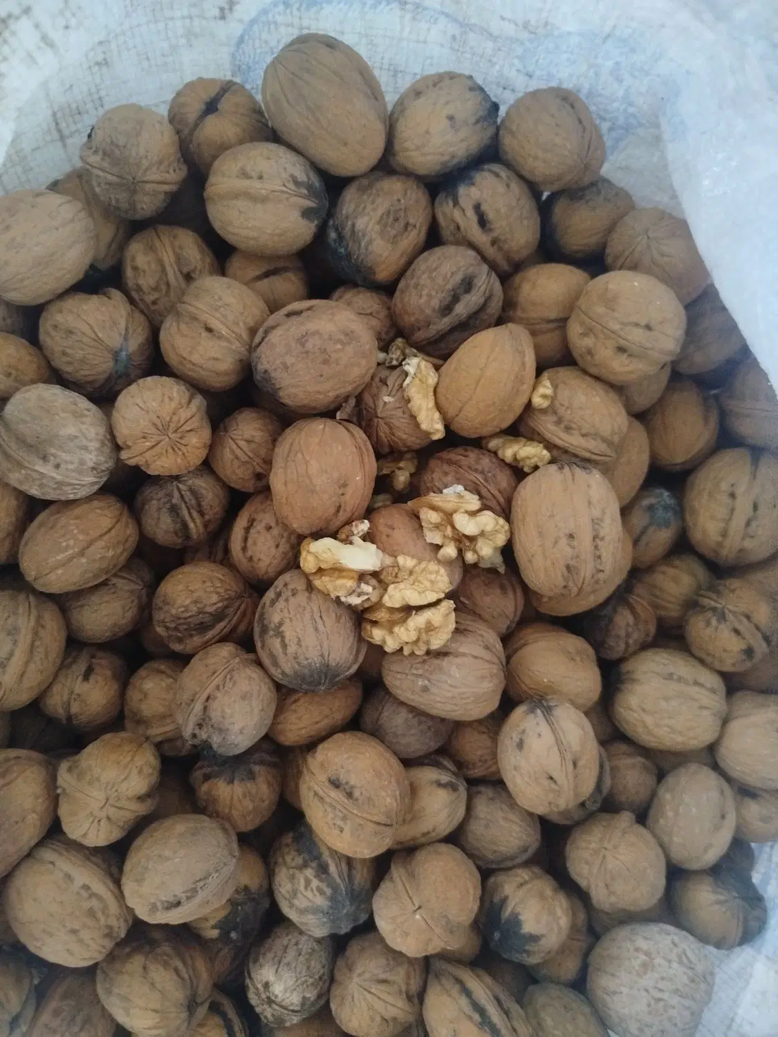 گردو|خوردنی و آشامیدنی|سملقان, |دیوار
