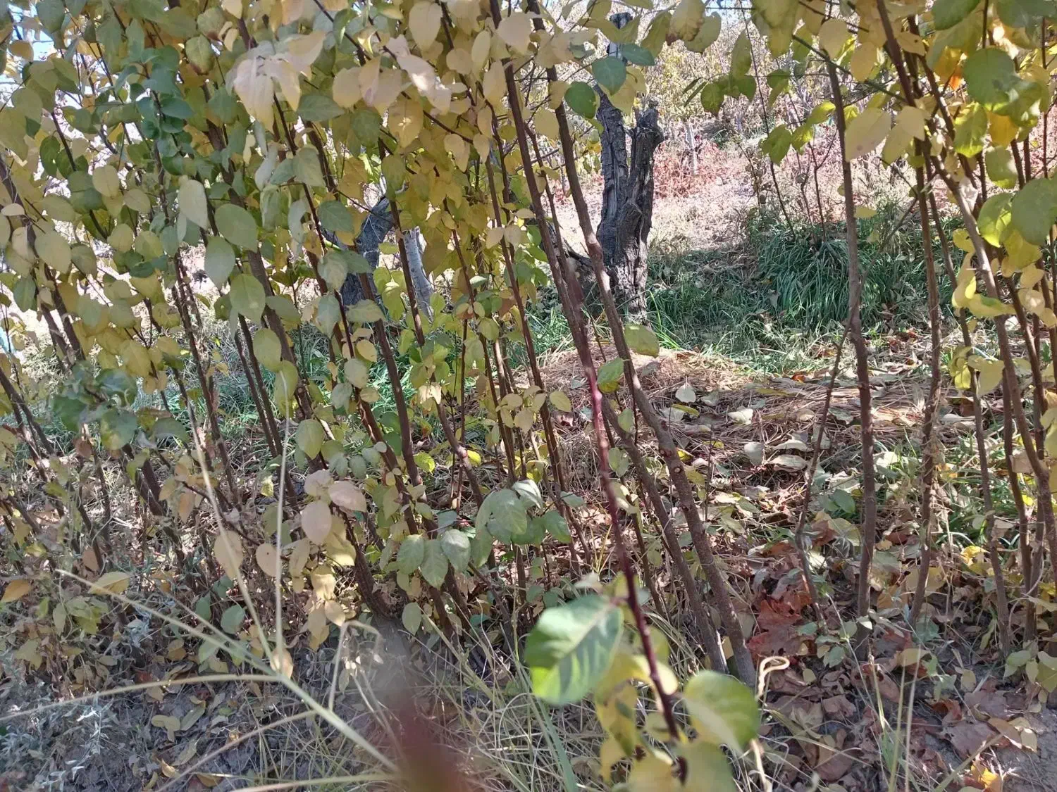 انواع نهال آلو و نیلک|گل و گیاه طبیعی|زبرخان, |دیوار