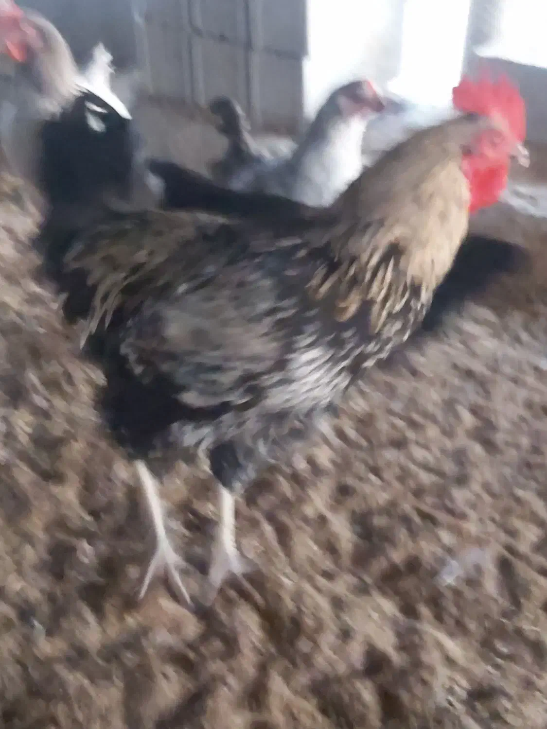 خروس ومرغ محلی ۳۰عدد وزن بالاوتخم مرغ نطفه دار|حیوانات مزرعه|هادی شهر, |دیوار