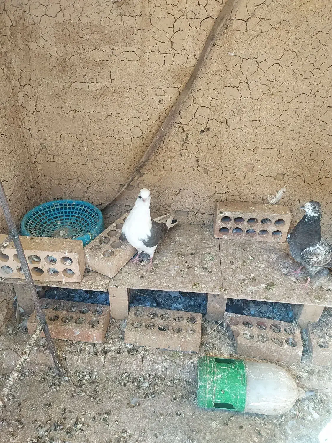 دوعدد گفتر یدونه ماده دوکت سیاه ویکی جوجه سرور|پرنده|کهریزک, |دیوار