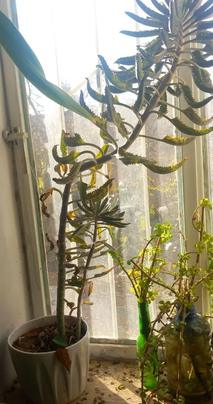 گل اشک|گل و گیاه طبیعی|ماهان, |دیوار