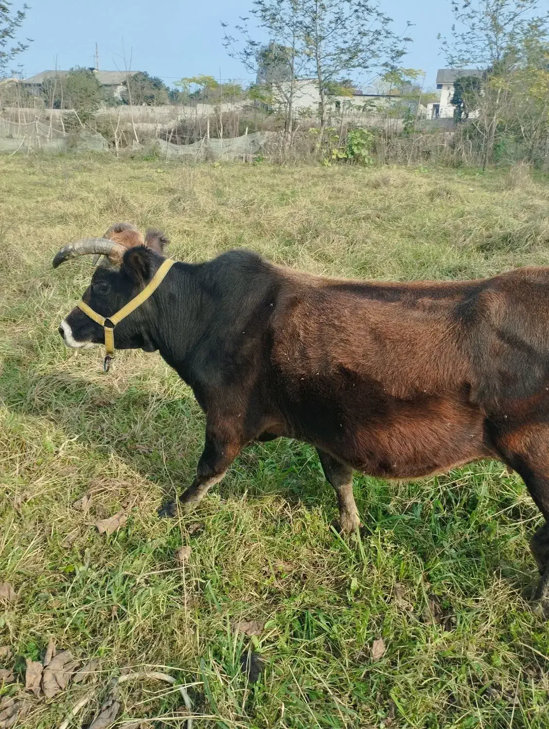 گاو فروشی.چهار ماهه حامله|حیوانات مزرعه|تالش, جوکندان|دیوار