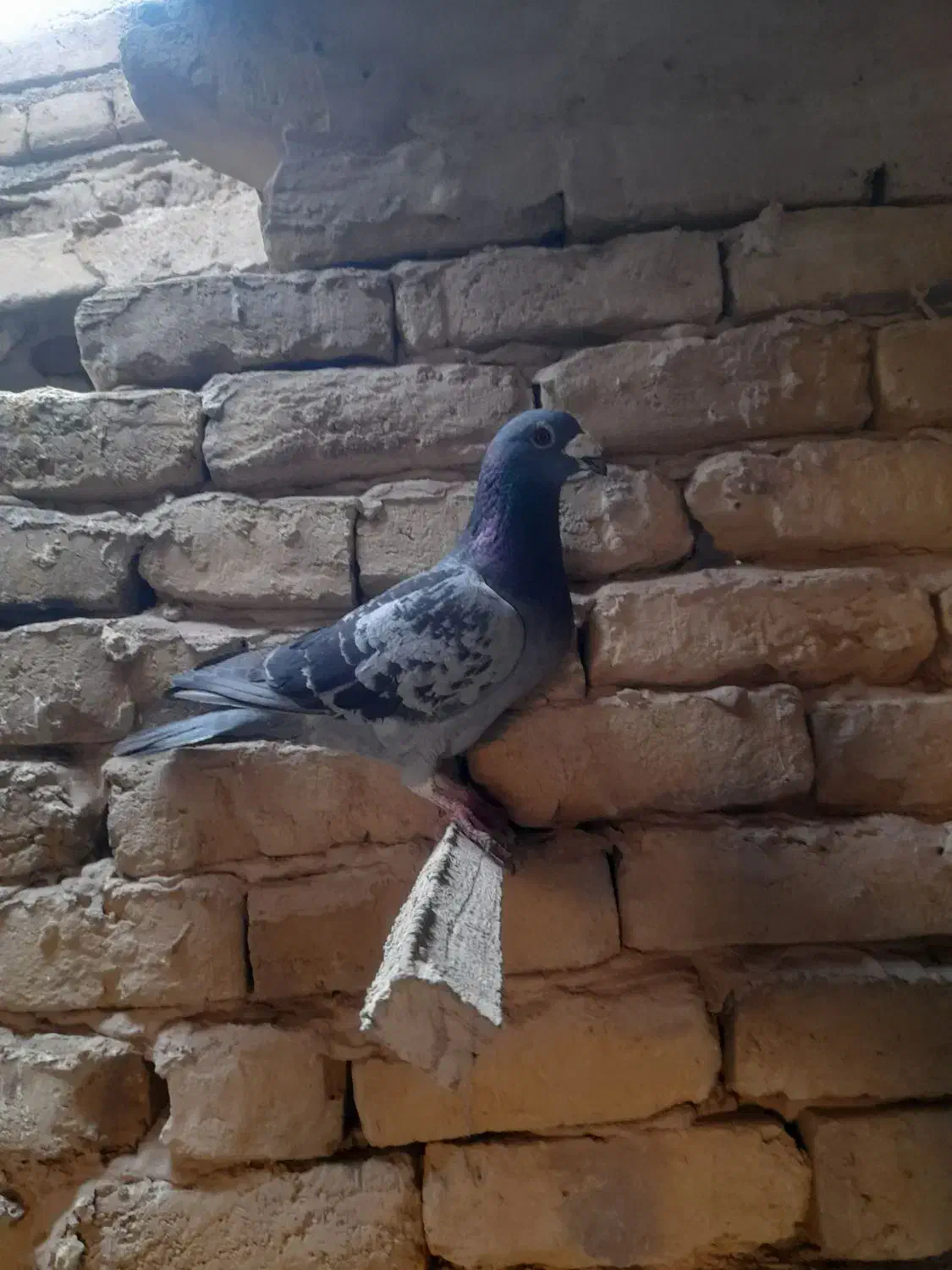 پولکی نر نژاد جانسون|پرنده|رشتخوار, |دیوار