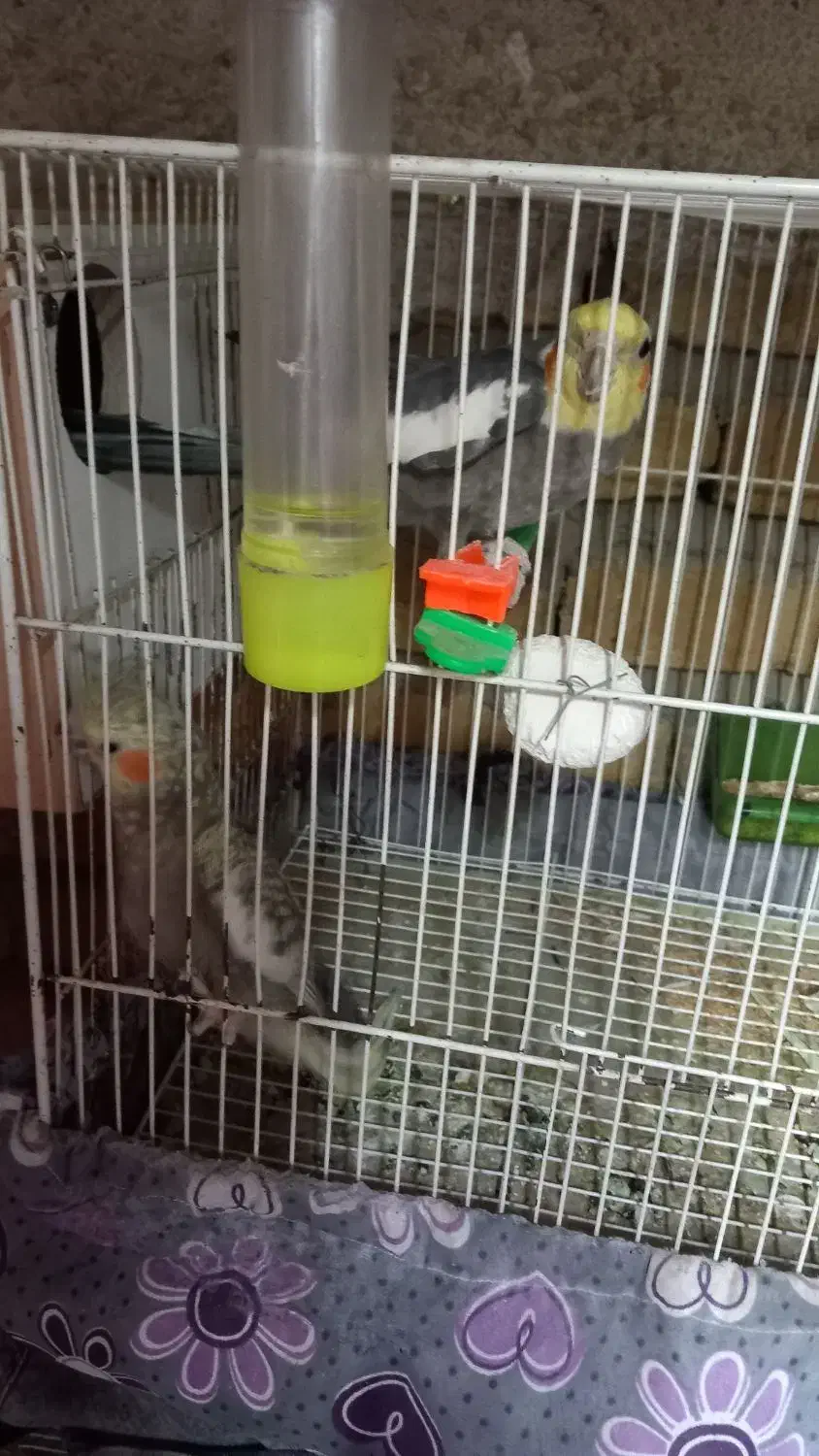 پرنده کتوله عروس هلندی|پرنده|تربت‌حیدریه, ده پائین|دیوار