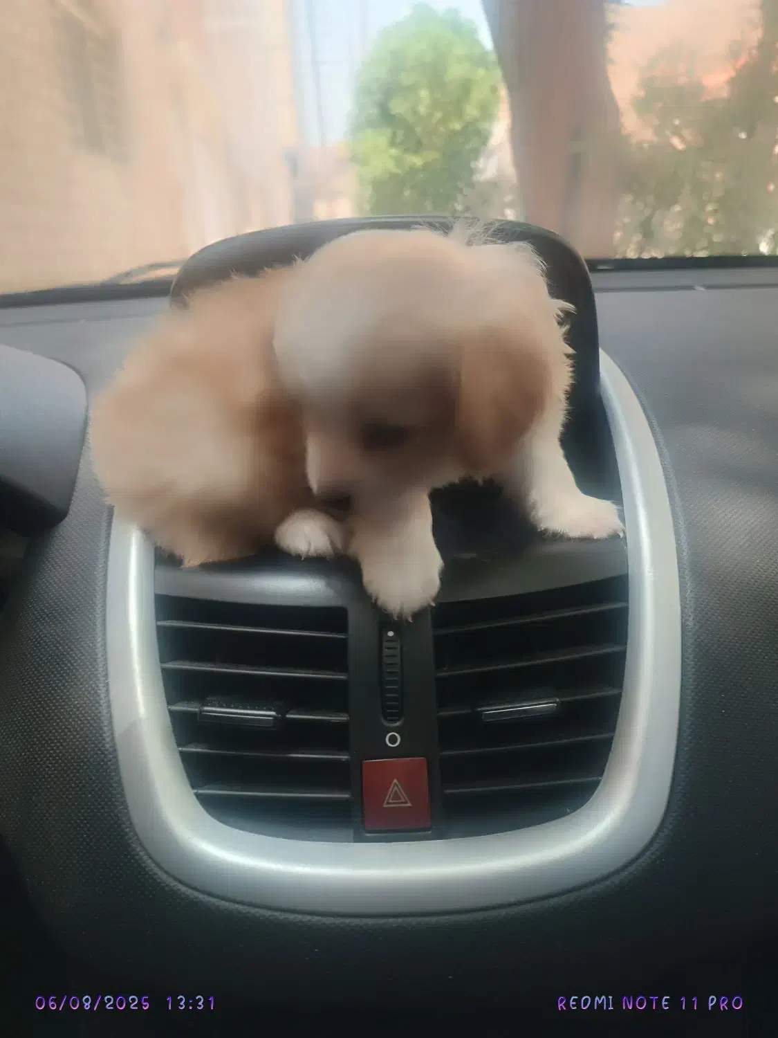 توله سگ اشپیتز. سگ آپارتمانی|سگ|آبادان, |دیوار