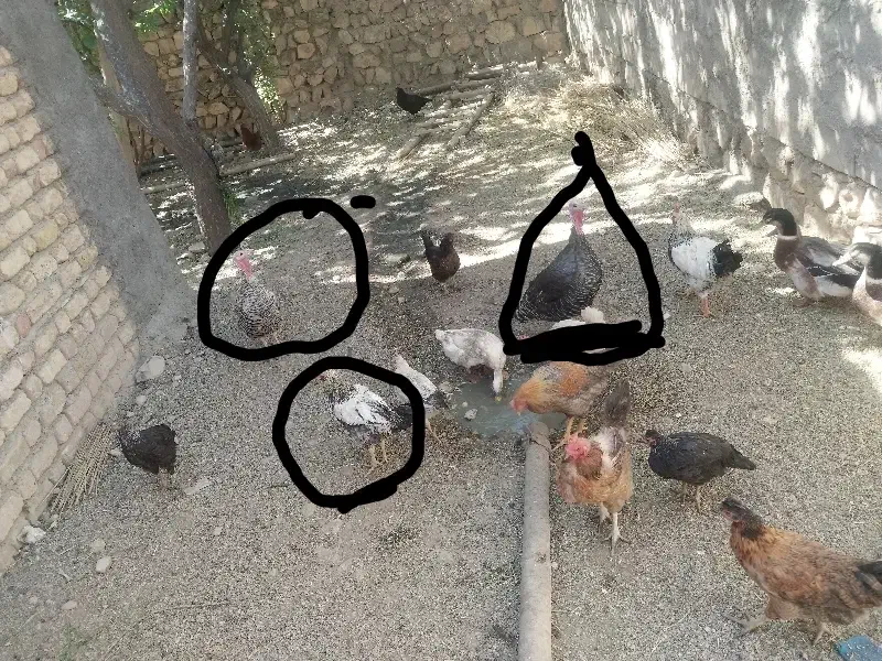 فروش ۴تااردک.۲تابوغلمو.یه خروس|حیوانات مزرعه|حمیل, |دیوار