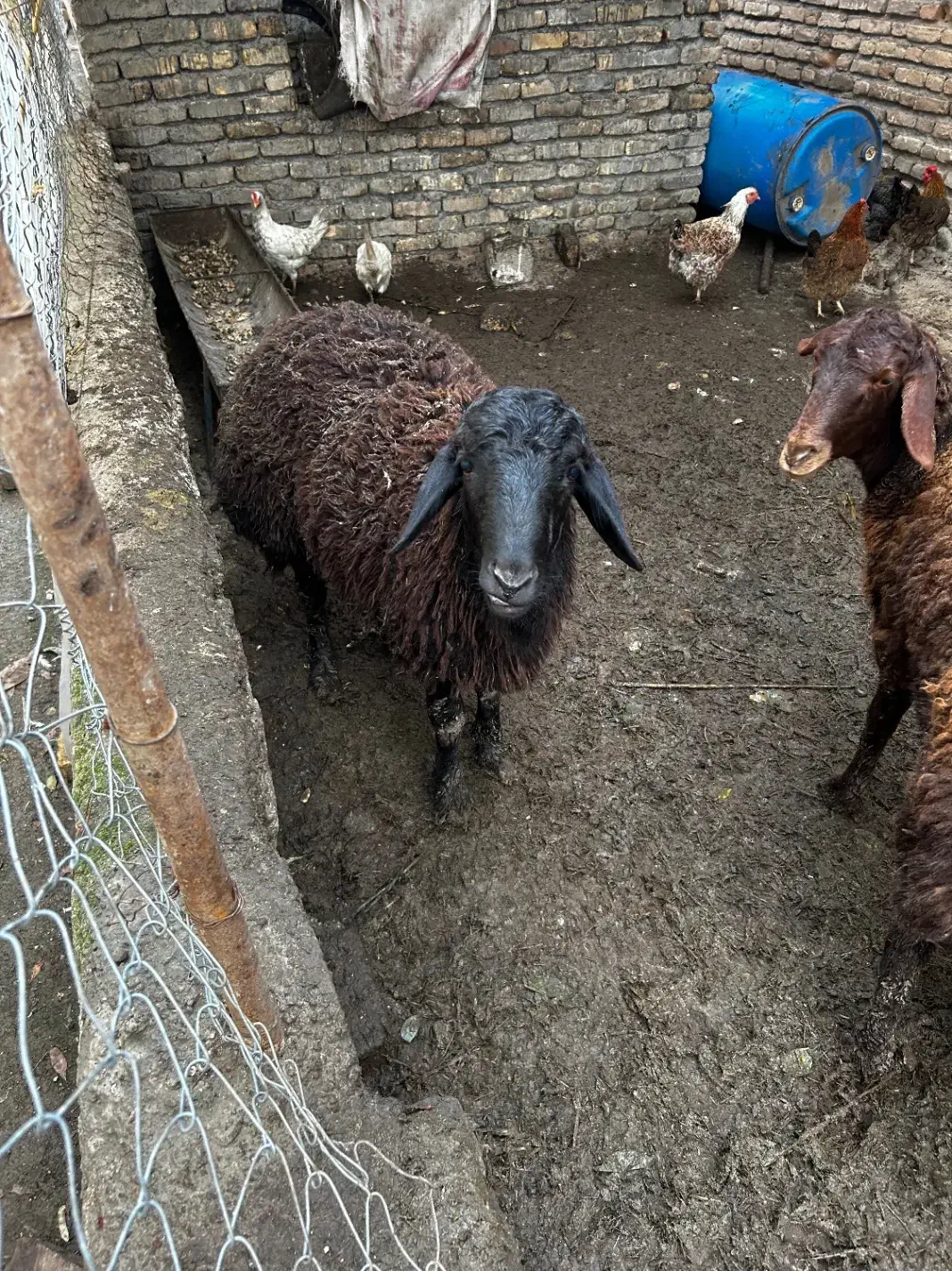 بره|حیوانات مزرعه|قرق, |دیوار