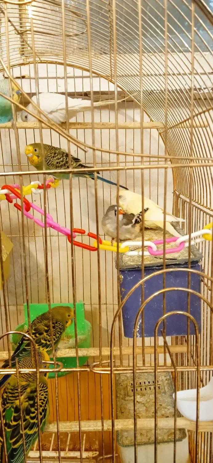 مرغ عشق زیبا|پرنده|مشهد, شهید بهشتی|دیوار