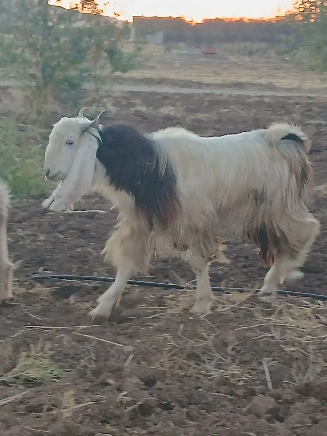 دامداری گوسفند وبز|حیوانات مزرعه|بیستون, |دیوار