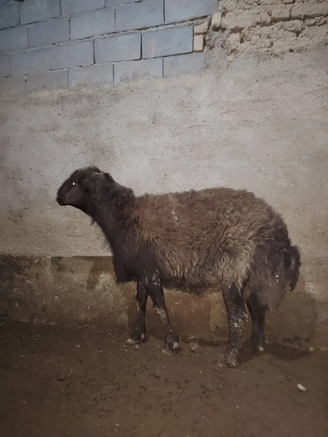 قوچ هترو|حیوانات مزرعه|چناران, |دیوار