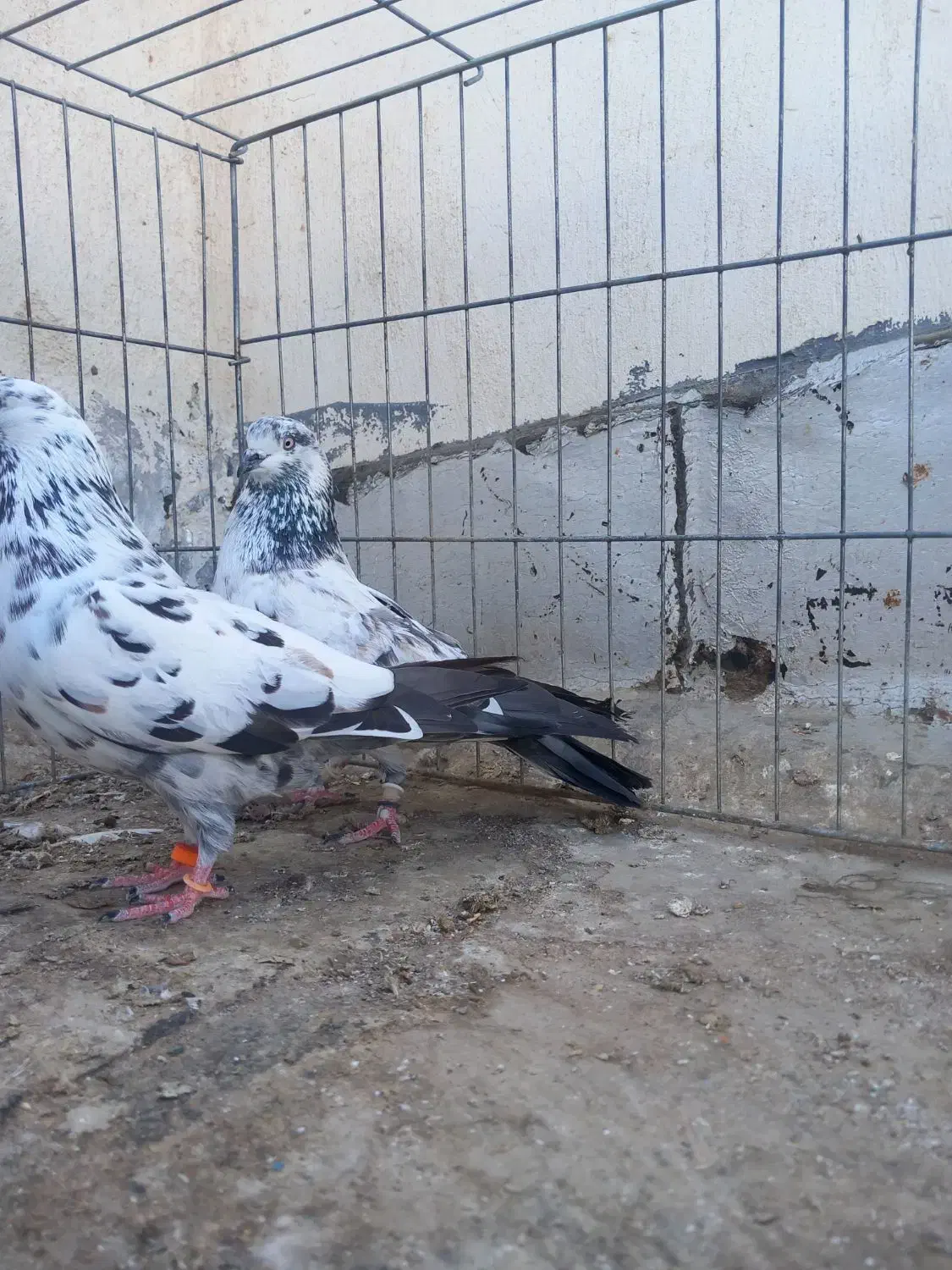 کفتر|پرنده|بندرعباس, |دیوار