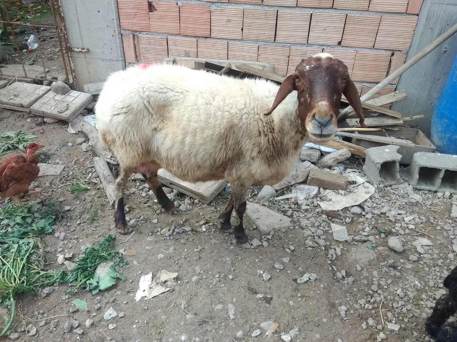 میش به همراه بره ماده|حیوانات مزرعه|علی‌آباد کتول, |دیوار