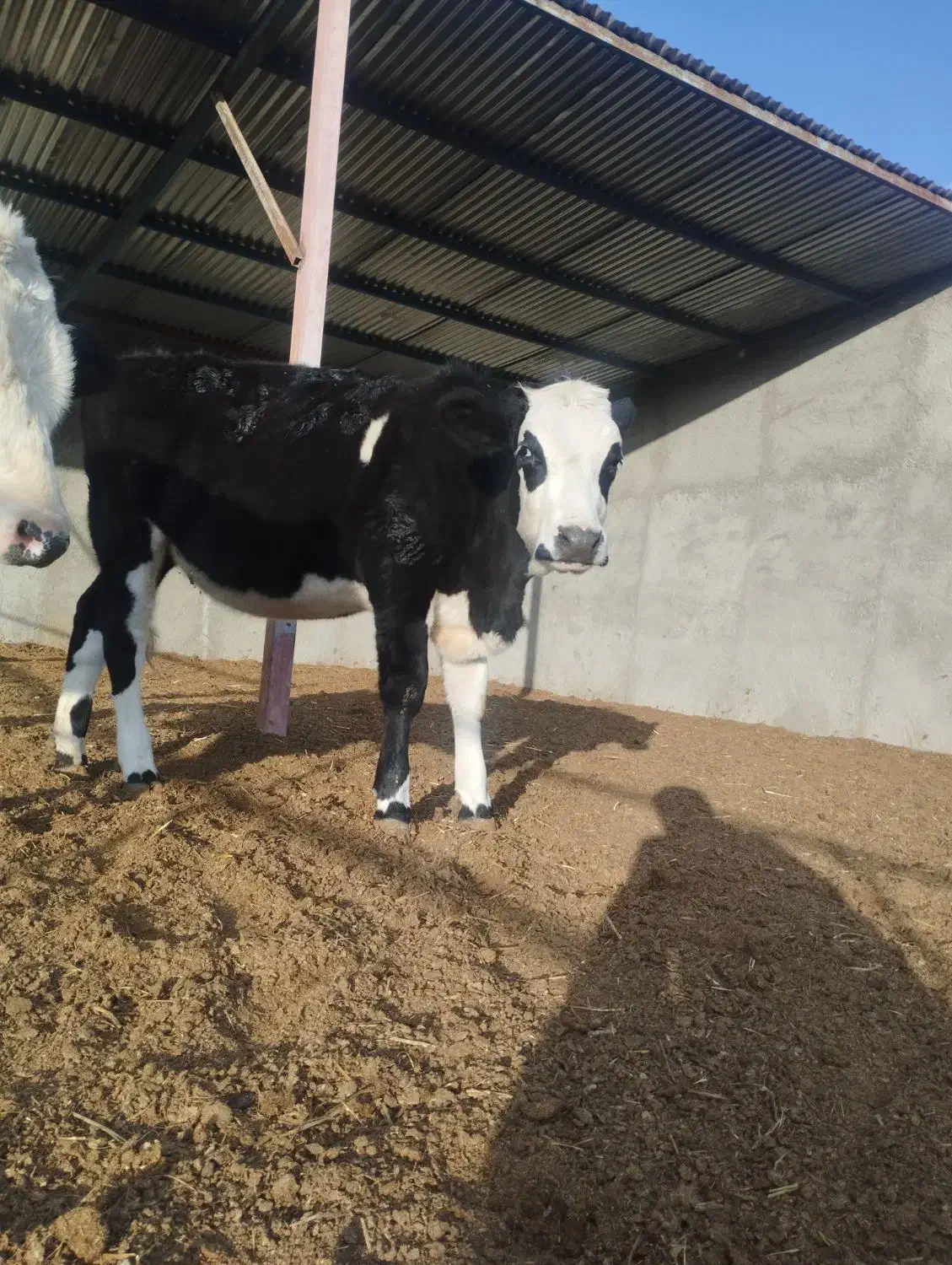 تلیسه|حیوانات مزرعه|مود, |دیوار