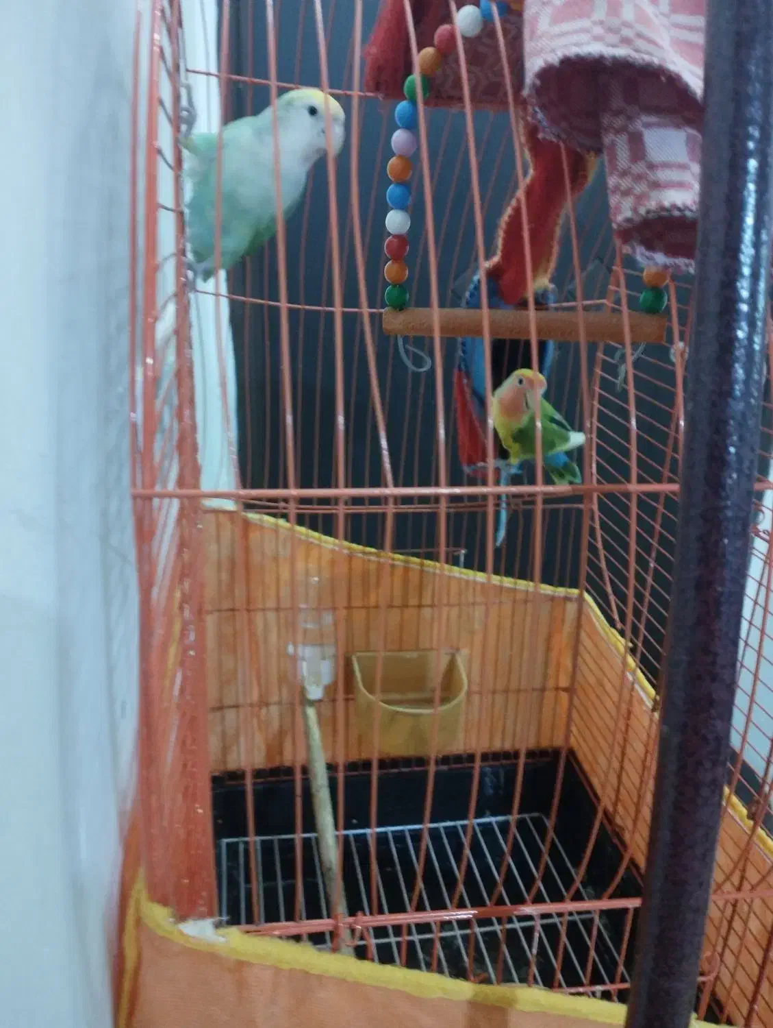 به دلیل مهاجرت|پرنده|قائم‌شهر, |دیوار