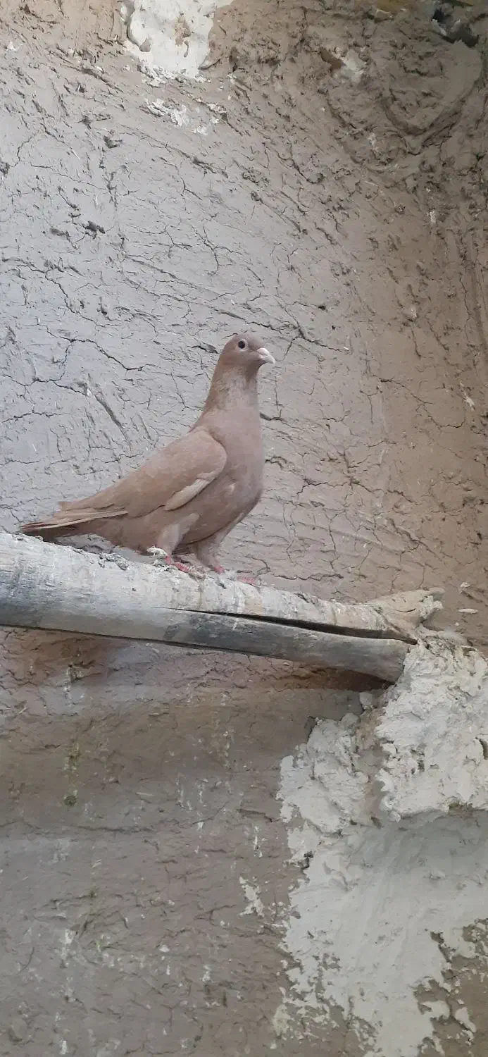 کفتر زرد|پرنده|تایباد, |دیوار