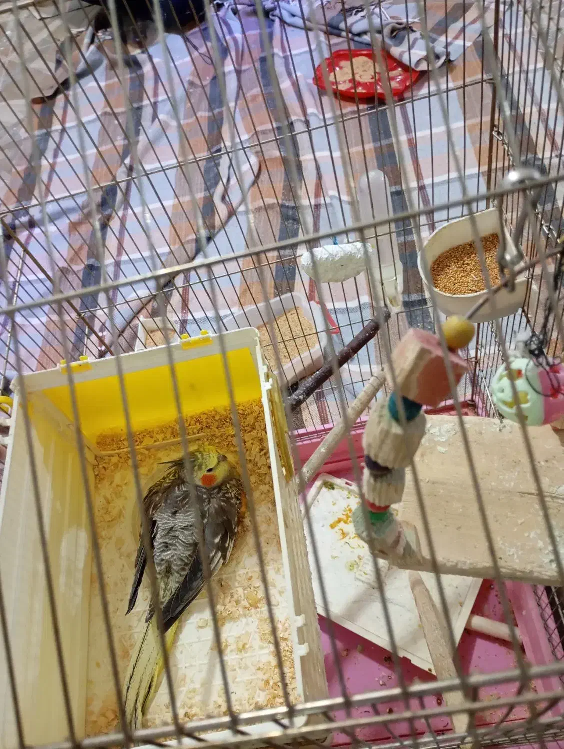 عروس هلندی|پرنده|هشتگرد, هشتگرد قدیم|دیوار