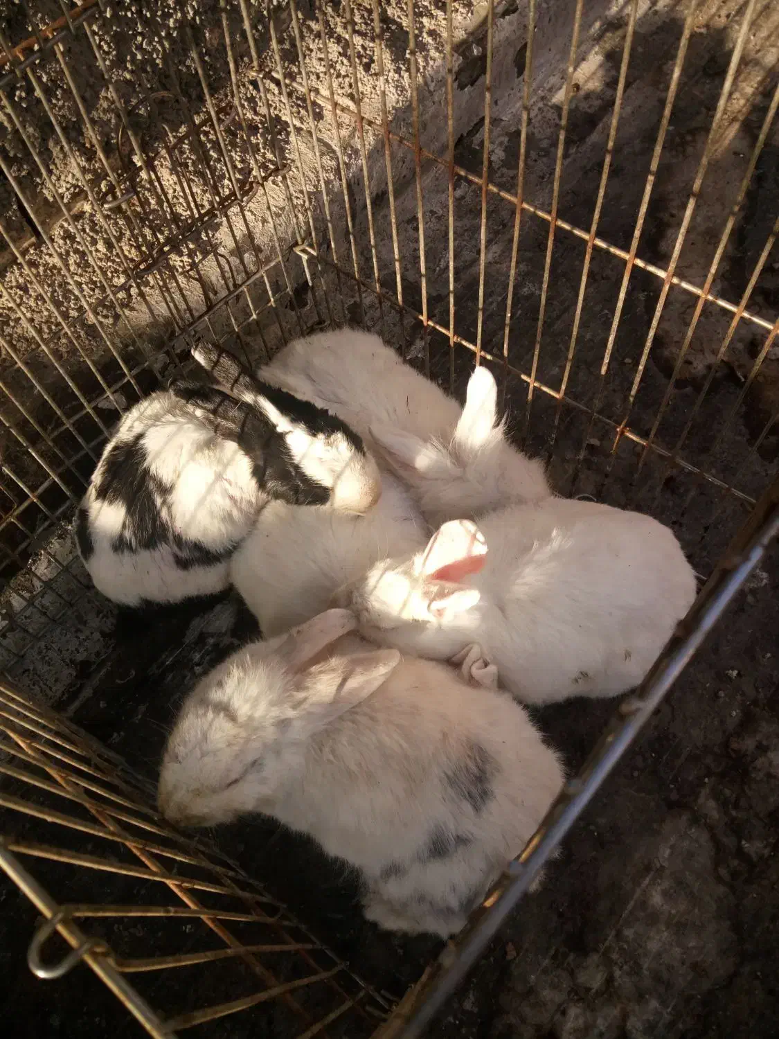 خرگوش|موش و خرگوش|شهریار, شهرک امیریه|دیوار