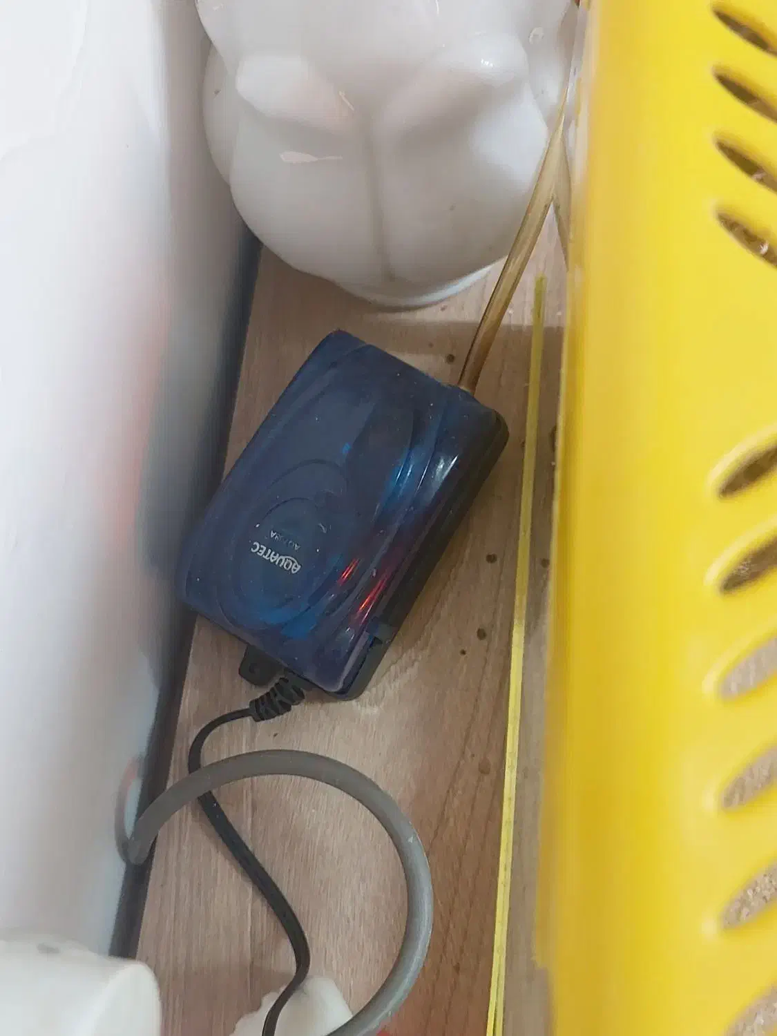 اکواریوم با پمپ|ماهی|بندر انزلی, معلم|دیوار