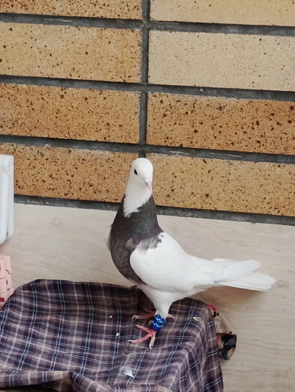 طوقی کرمانشاهی ماده|پرنده|اصفهان, بیدآباد|دیوار