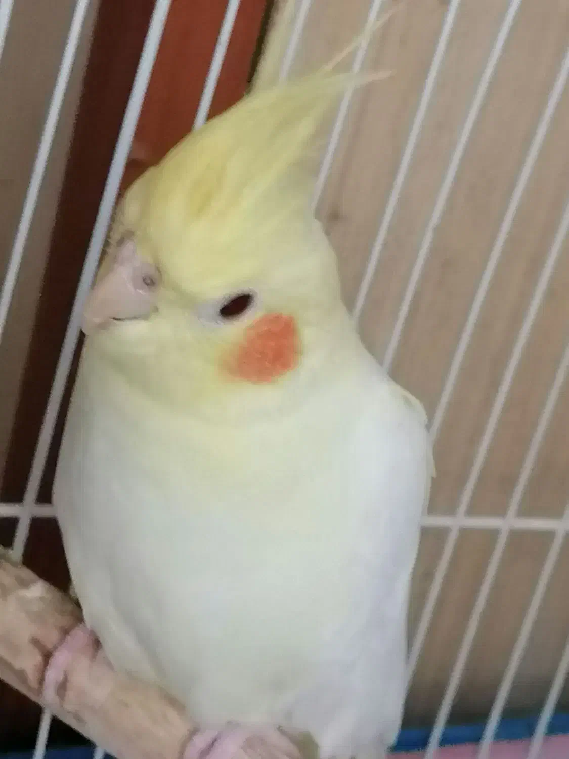 پرنده عروس هلندی|پرنده|رشت, بلوار گیلان|دیوار