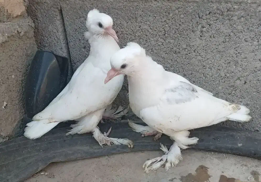 جوجه گره|پرنده|میناب, |دیوار