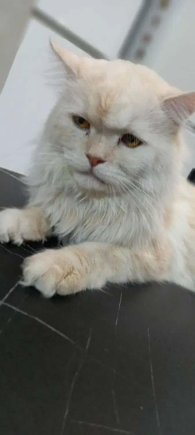 گربه ماده اسکاتیش لانگ هایر|گربه|پردیس, فاز ۸|دیوار