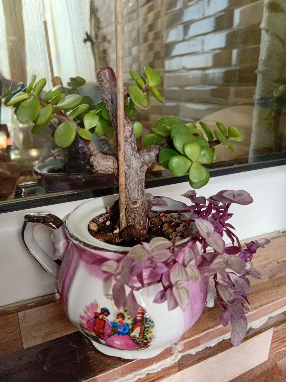 گیاه بونسای|گل و گیاه طبیعی|قائم‌شهر, |دیوار