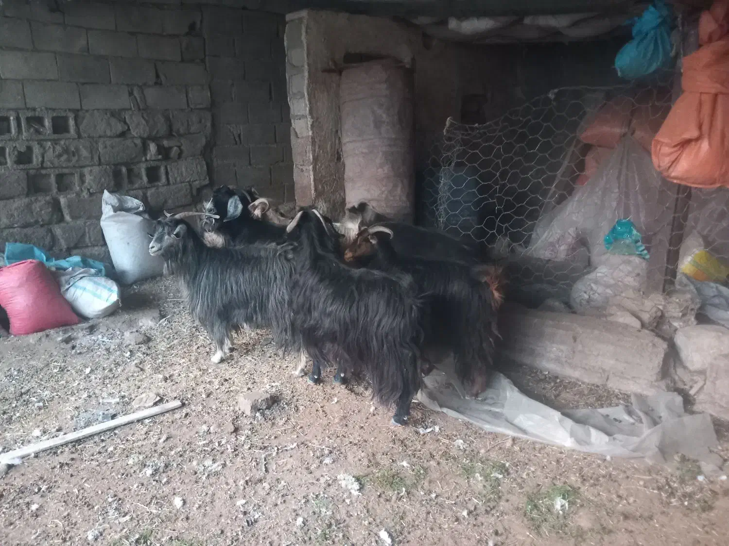 بز بزغاله چپش|حیوانات مزرعه|پلدختر, |دیوار