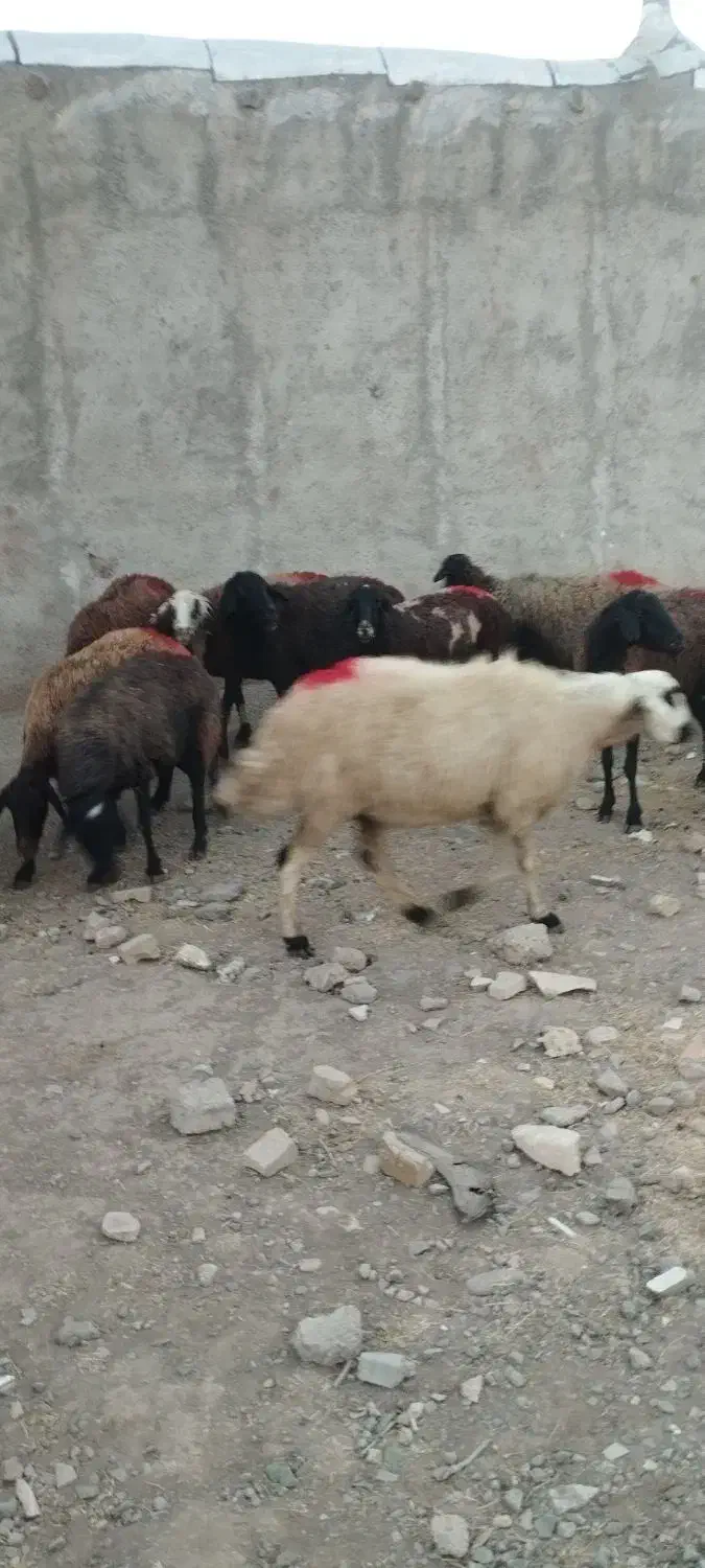 همه رقم گوسفند چاق گوشتی|حیوانات مزرعه|قزوین, |دیوار
