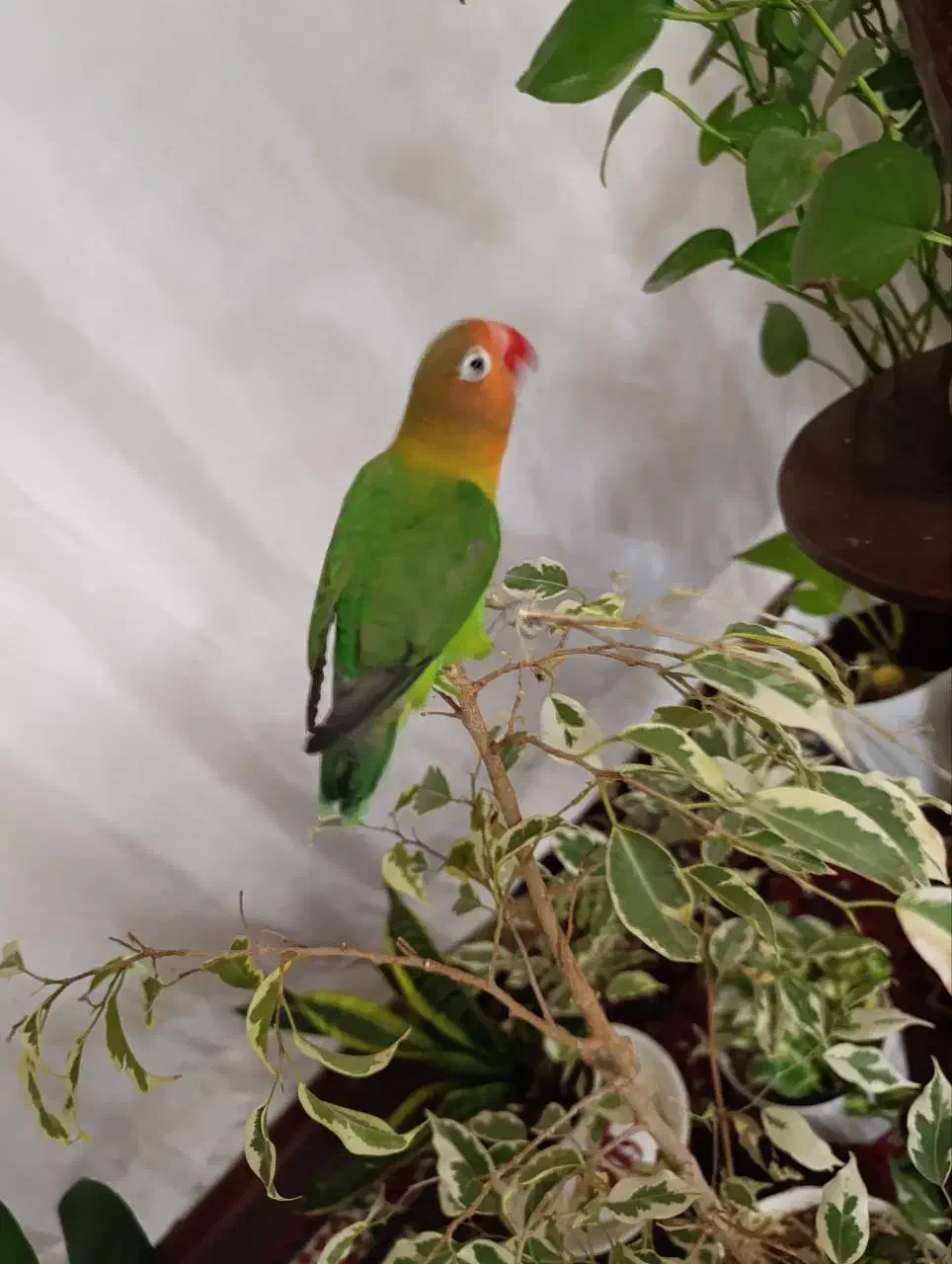 طوطی برزیلی فیشر|پرنده|قزوین, |دیوار