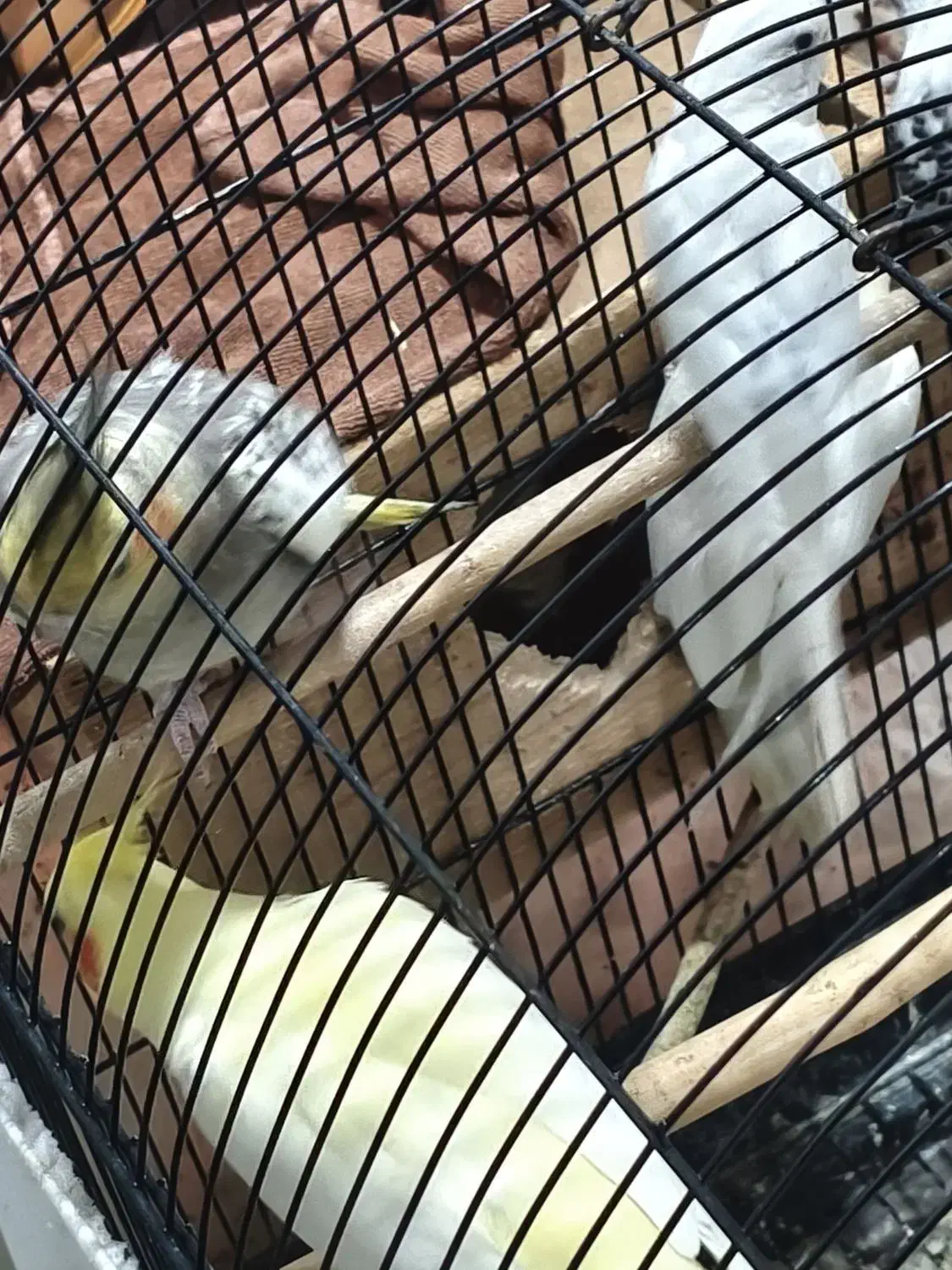 3 عدد عروس هلندی زعفرانی گلباقالی لوتینو|پرنده|بندر انزلی, استادیوم|دیوار