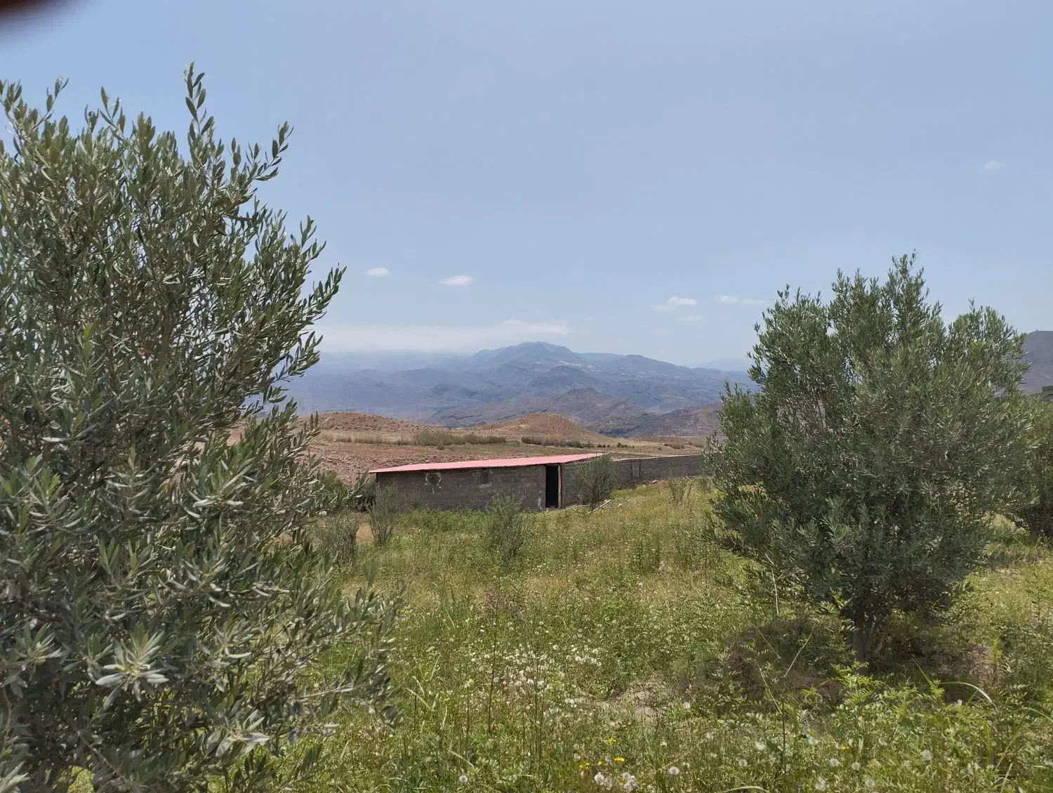 فروش باغ زیتون باسند|فروش زمین و ملک کلنگی|لوشان, |دیوار