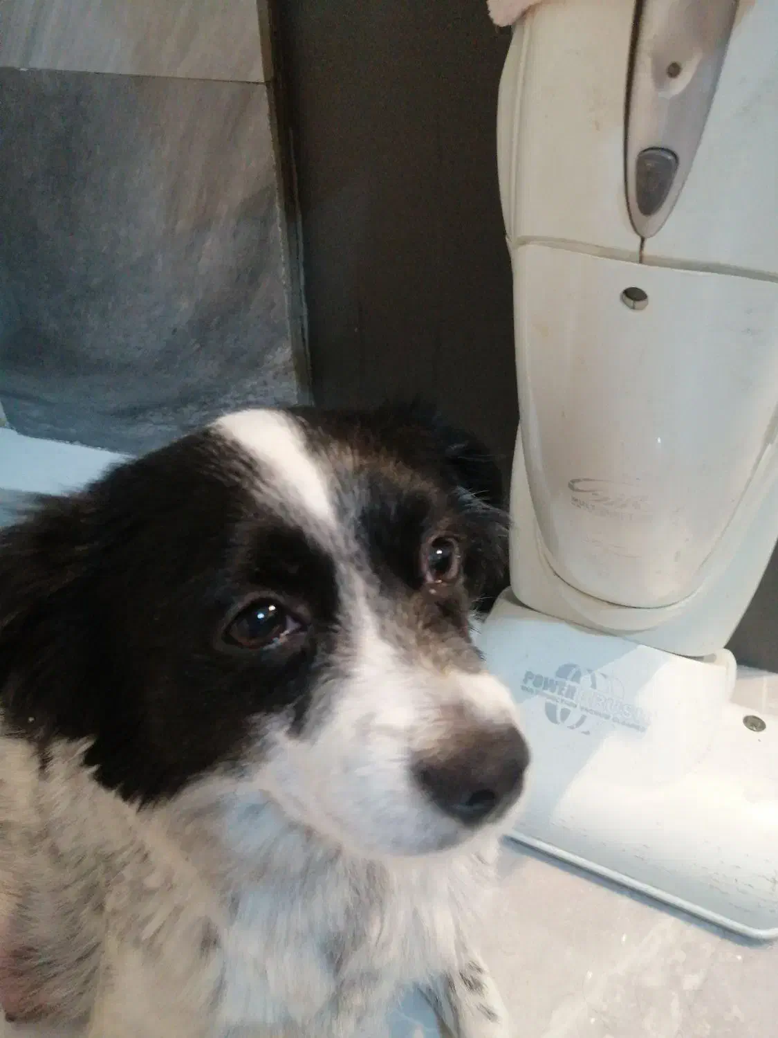 سگ پیدا شده|حیوانات|تهران, شهرک غرب|دیوار