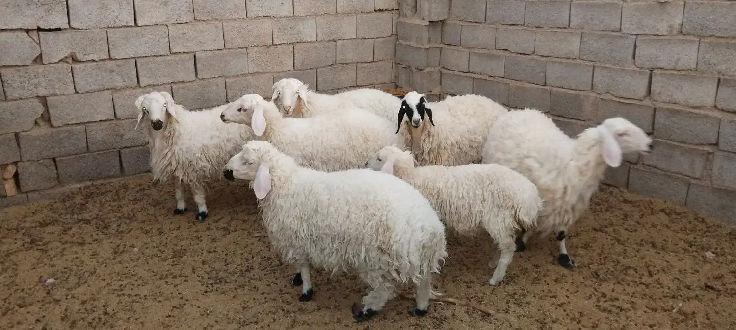 بره  فروشی|حیوانات مزرعه|فردوس (خراسان), |دیوار