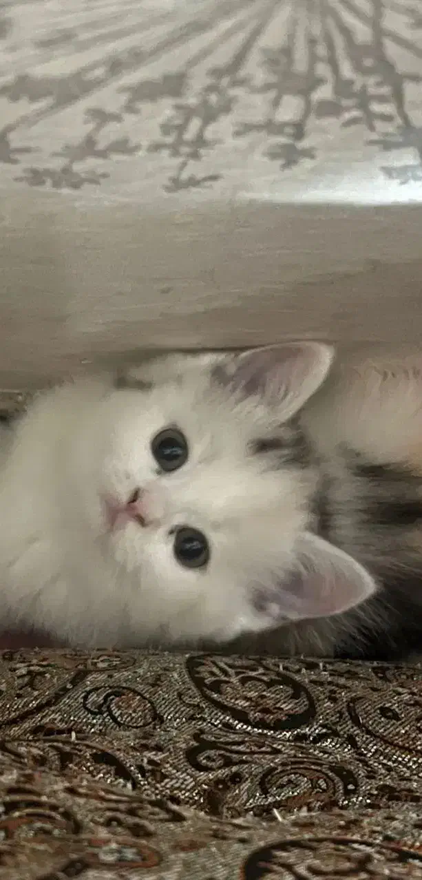 گربه بریتیش اصیل خانگی|گربه|شیراز, معالیآباد|دیوار