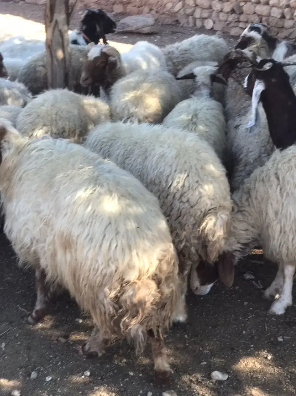 گوسفند فروش|حیوانات مزرعه|آبدانان, |دیوار